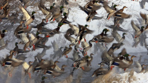 Duck Hunting Desktop Wallpapers