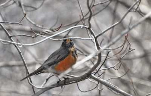 Signs of Spring: Robins arrive with this advice: 