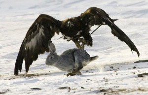 Pictured for first time in UK, a golden eagle clutches a bloodied lamb ...