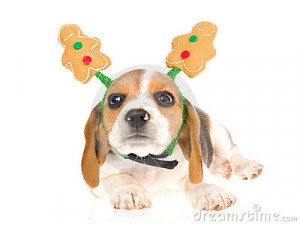 Sad Beagle Puppy With Santa