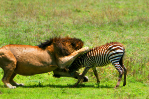 african lion hunting