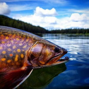 Brook trout.: Fly Fish, Fish Colors, Fish Pictures, Random Photos ...