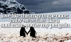 Penguin Love Quotes Poems Penguins love quotes More