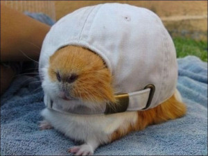 Funny Hamster In Cap