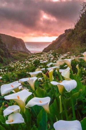 Fields Of Flower, Big Sur California, Spring Flower, Calla Lilies ...