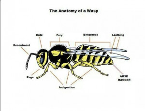 Anatomy of a wasp…. lol