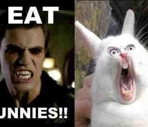 bunnies-funny-lol-stefan-salvatore-Favim.com-954777.jpg