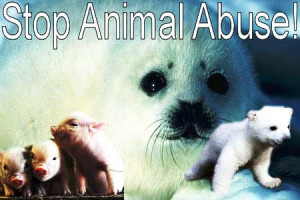 ... cruelty of family members. Limit of Stop Animal Abuse Quotes county