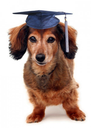 23 Quotes For Graduates Retold By Cats And Dogs