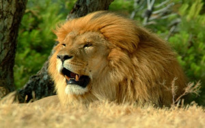 21 Incredible Pics of African lion's, White Lions, Baby Lions