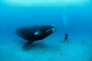 Photograph by Brian Skerry National Geographic October 2008