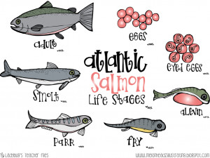 Salmon Life Cycle Poster...