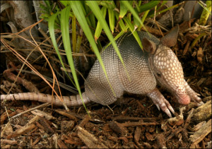 Ways Animals Make Laugh Funny