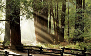muir woods is the bay area s premier natural treasure named after the ...