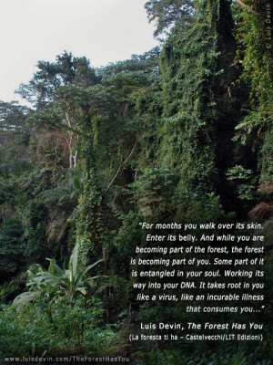 Equatorial rain forest, from Luis Devin's anthropological research in ...