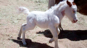 Blue Eyes Have The Cutest Baby