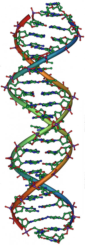 DNA structure (Image: Michael Ströck via Wikimedia Commons)