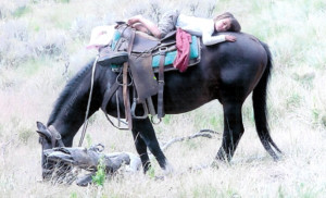 Ferro's Blue Mesa Ranch Horseback Riding