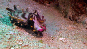 Pfeffer’s Flamboyant Cuttlefish ( Metasepia pfefferi ) walking on ...