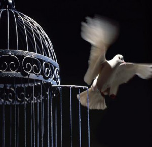 today i saw bird in a cage head all thrown back and singing i was ...