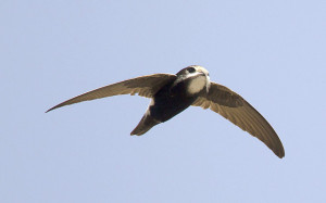 Little swift (Apus affinis) adult, in flight, with nesting material in ...