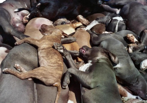 There is no question these are real photos of dead dogs. No question.
