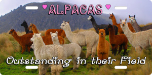 Funny Alpaca Sayings Alpacas license plate alpacas