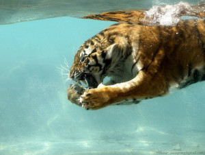lion, tiger, tigre, water