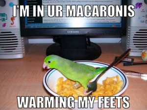 Parrot Funny Pictures 2011
