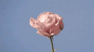 pretty rose flower spring floral animated GIF