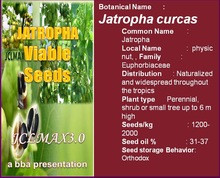 50 seeds Packet of Biodiesel Crop Jatropha Curcas