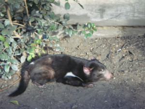 Tasmanian Devil Image