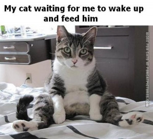 funny-cat-pics-my-cat-waiting-for-me-to-wake-up-to-feed-him