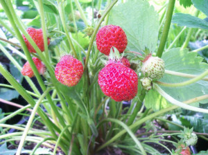 Growing Strawberry From Seeds