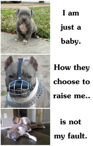 ... Dogs, Pitbull, Pets, Children, So True, Pit Bull, Stop Animal Cruelty