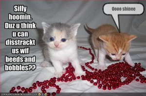 Funny cute kittens funny picture & funny video clip!