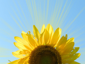 ... own soulful words. All quotes written by Sheila McCann and