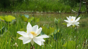 Wallpaper Japanese White Lotus Flower Wallpapers Pictures
