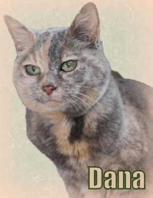 These are the tortoiseshell calico cats Pictures