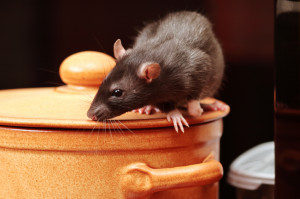 Do I need to get rid of rats?