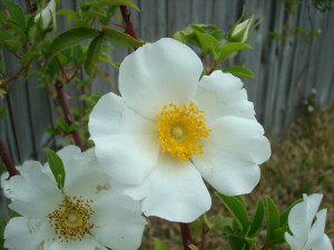 Rosa Laevigata Cherokee Rose