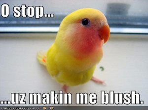 Funny Pictures of Birds