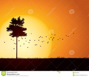 Birds migration through tranquil sunset scene