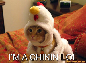 chicken cat