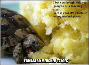 Funny Tortoise Eating Mashed Potato