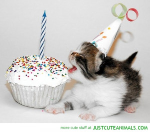 birthdat cat kitten party hat cake cute animals wild wildlife species ...
