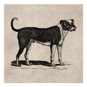 Vintage 1800s Bulldog Dog Illustration - Dogs Poster