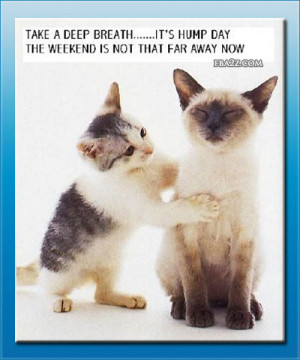 ... -on-facebook-profile-wall-lol-cat-lolz-cats-kats-katz-its-humpday.jpg