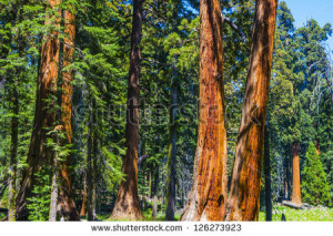 Famous Big Sequoia Trees Are Standing In National Park Stock