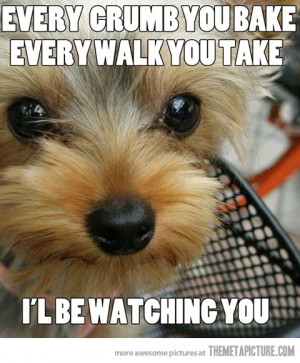 cute puppy dog sad face